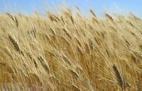 Ba Lan sẽ duy trì lệnh cấm nhập khẩu ngũ cốc Ukraine đến cuối năm 2023