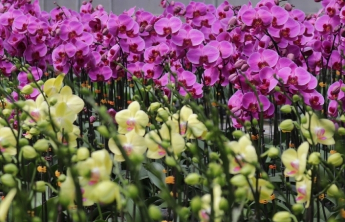 YSA Orchid Farm: Nơi ngàn đóa lan khoe sắc
