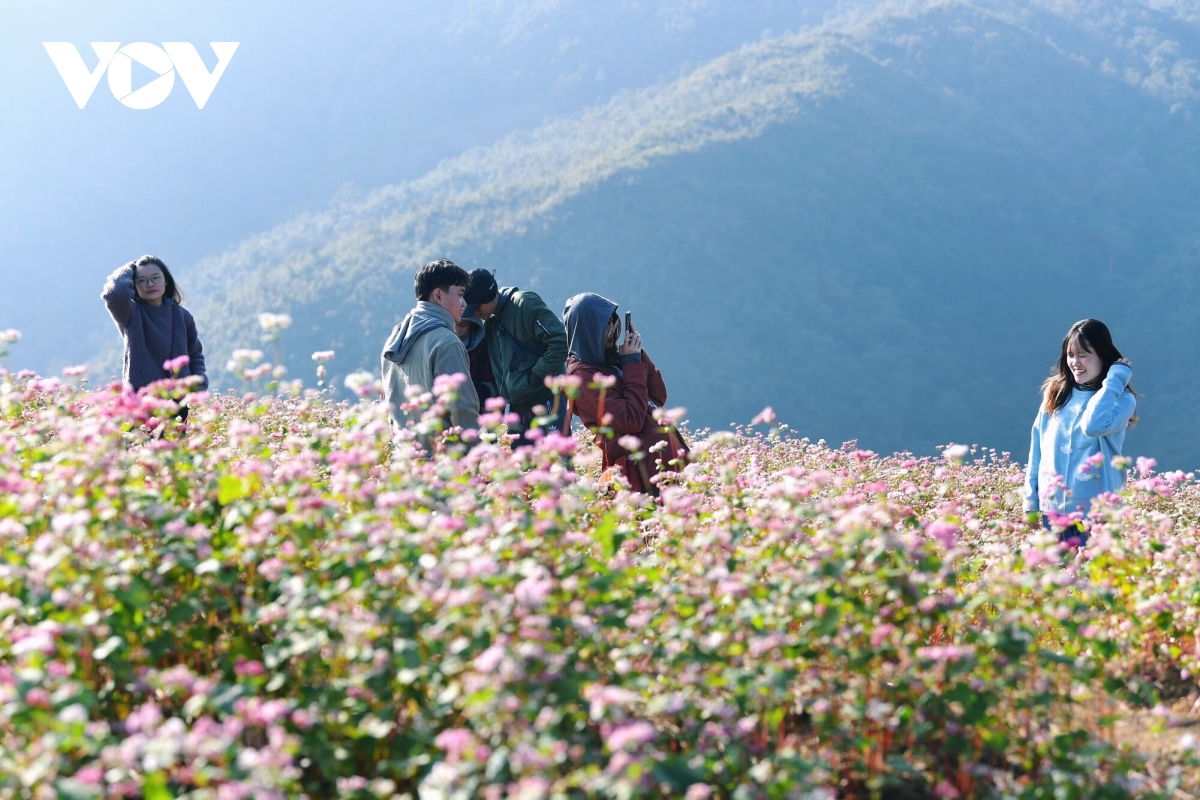 Mê đắm sắc hoa Tam giác mạch nở rộ ở Hà Giang