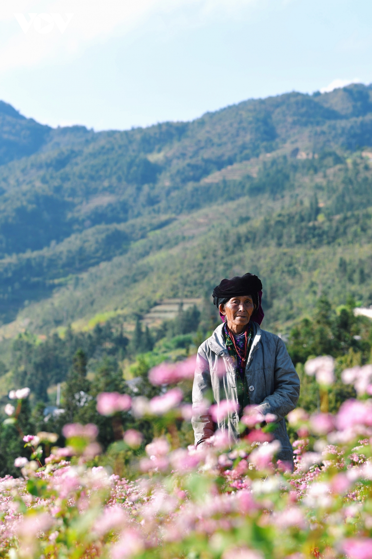 Mê đắm sắc hoa Tam giác mạch nở rộ ở Hà Giang